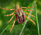 Gulf Coast tick (Amblyomma maculatum) Adapted from CDC