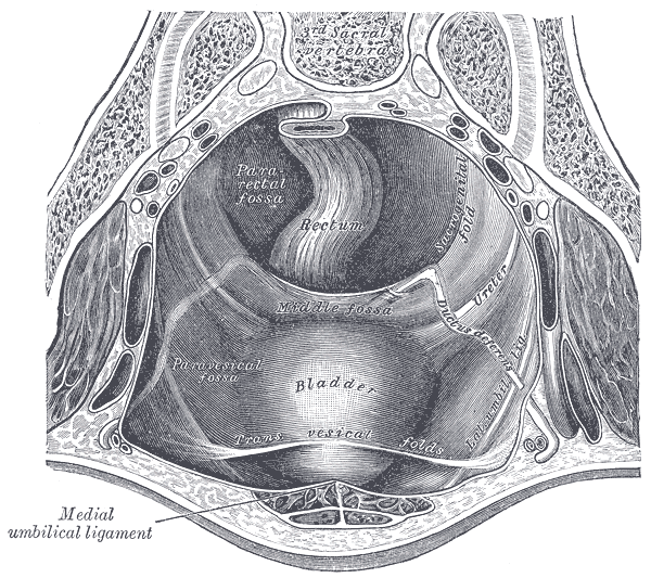The peritoneum of the male pelvis.