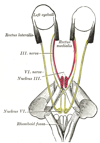 Figure showing the mode of innervation of the Recti medialis and lateralis of the eye.