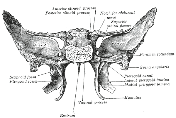 Medial pterygoid plate - wikidoc