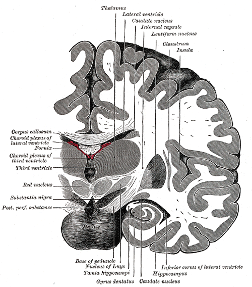 Coronal section of brain immediately in front of pons.