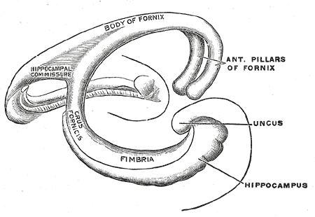 Hippocampus anatomy - wikidoc