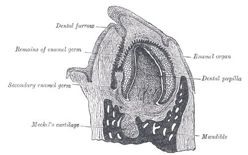 Vertical section of the mandible of an early human fetus. X 25.