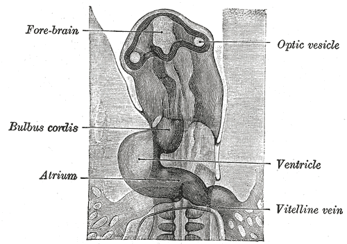 Head of chick embryo of about thirty-eight hours’ incubation, viewed from the ventral surface. X 26.