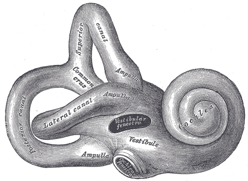 Right osseous labyrinth. Lateral view.