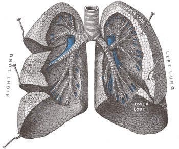 Human lung - wikidoc