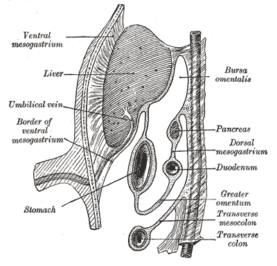 Schematic figure of the bursa omentalis, etc. Human embryo of eight weeks.