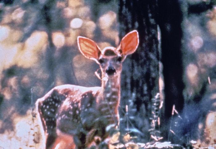 White tail deer during a Lyme disease field investigation. From Public Health Image Library (PHIL). [1]
