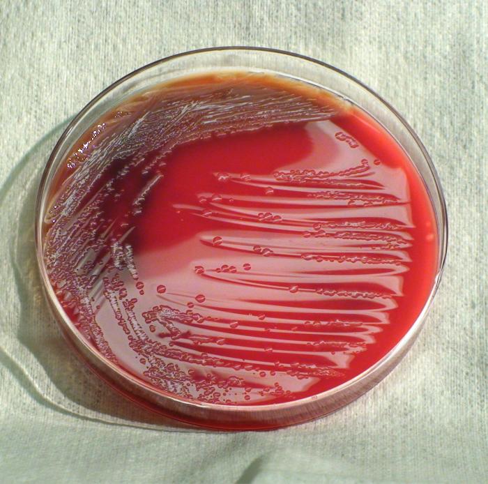 File:Enterobacteria33.jpeg