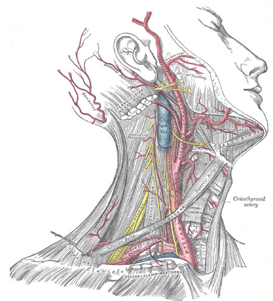 Superficial dissection of the right side of the neck, showing the carotid and subclavian arteries.