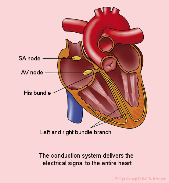 The conduction system handles the spreading of an electrical signal through the heart. The normal sinus rhythm begins in the sinus node and goes via the AV node to the His bundle where it splits via the right and left bundle branch.