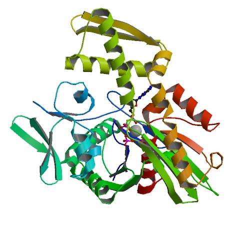 File:PBB Protein HSPA8 image.jpg