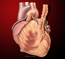 File:220px-Heart saphenous coronary grafts.jpg