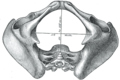 Diameters of inferior aperture of lesser pelvis (female).