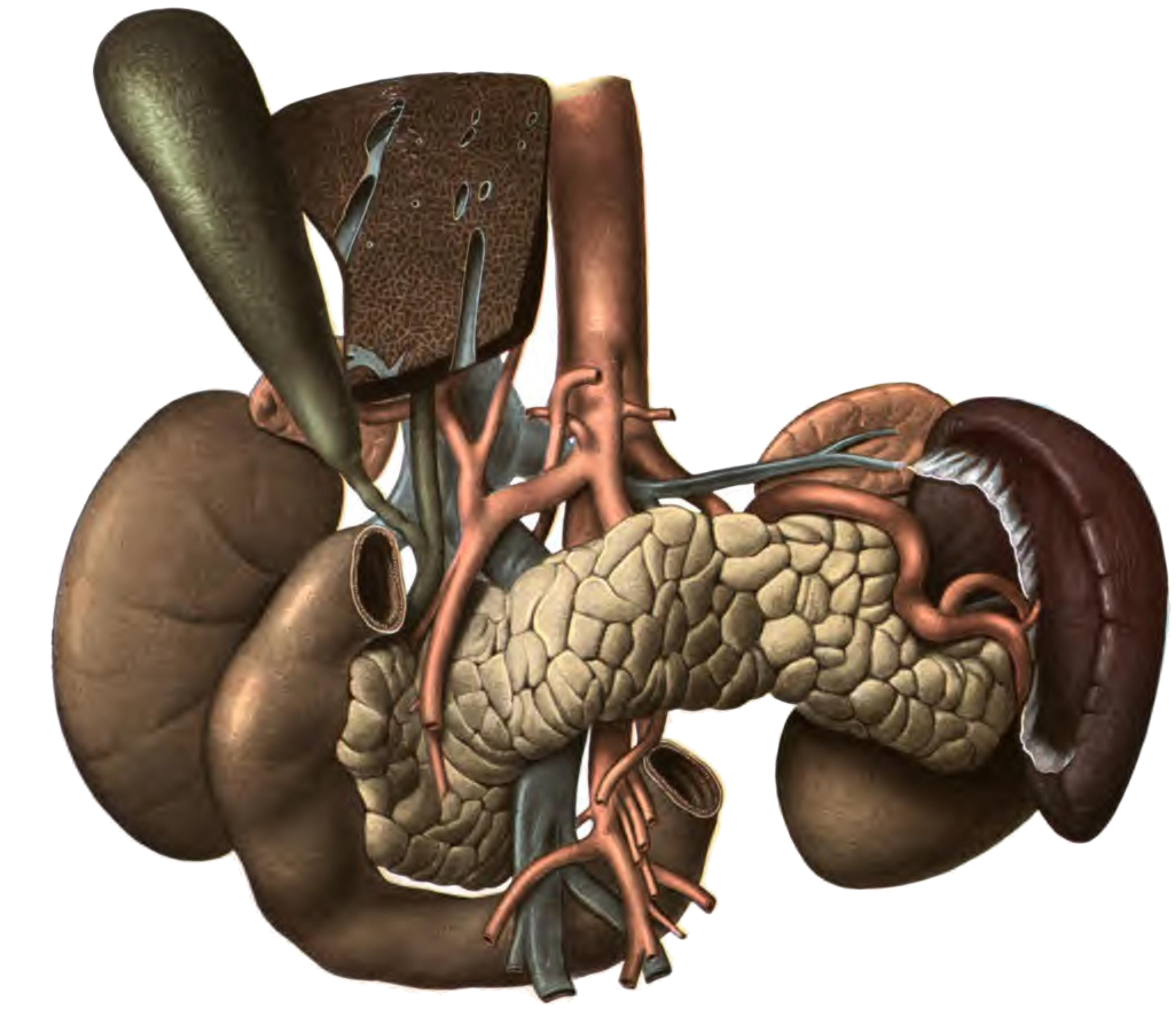 Image of pancreas anatomy,Dr. Johannes Sobotta, Public domain, via Wikimedia Commons,https://commons.wikimedia.org/wiki/File:Sobo_1906_393.png,https://upload.wikimedia.org/wikipedia/commons/1/1b/Sobo_1906_393.png