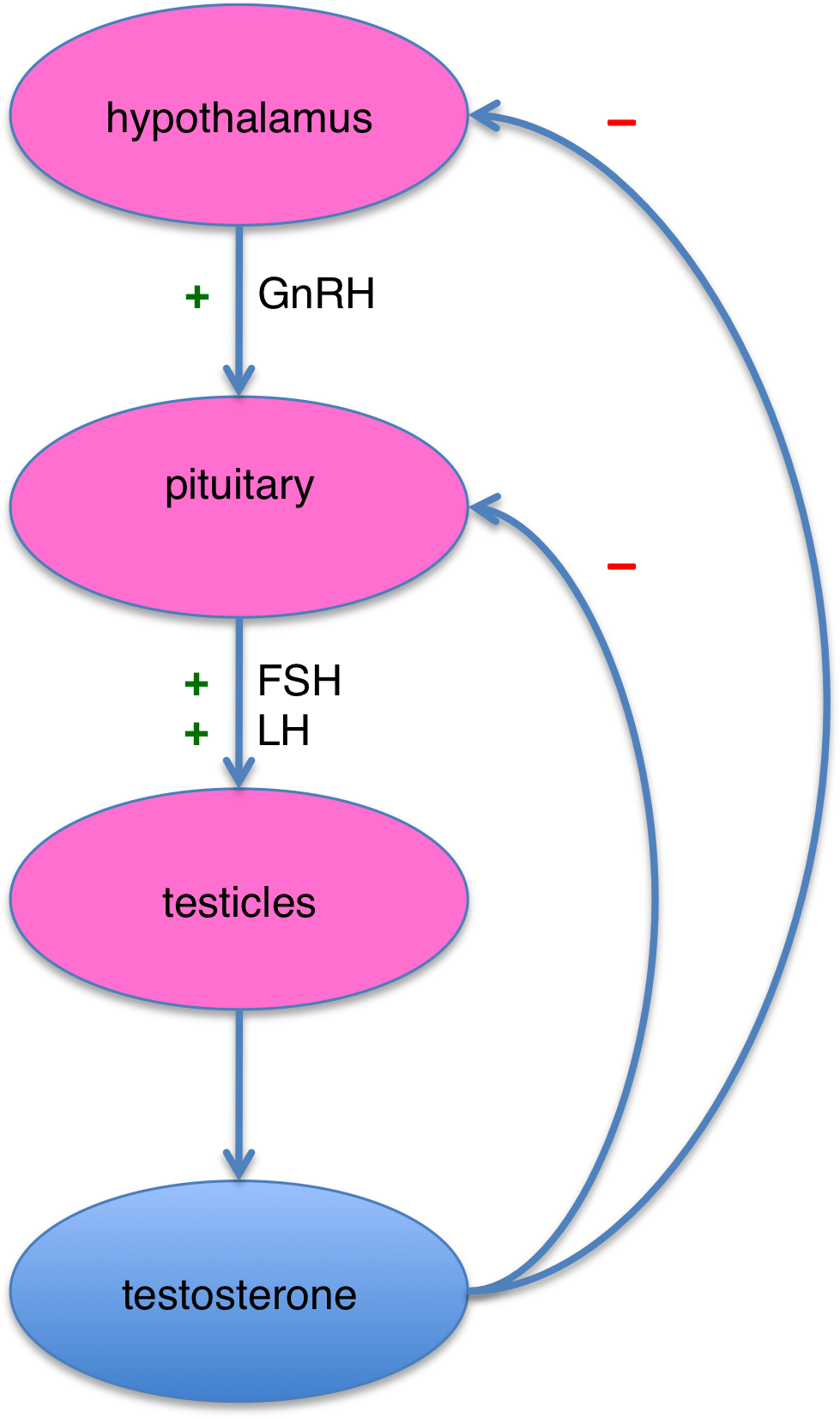 File:Hypothalamus pituitary testicles axis.png