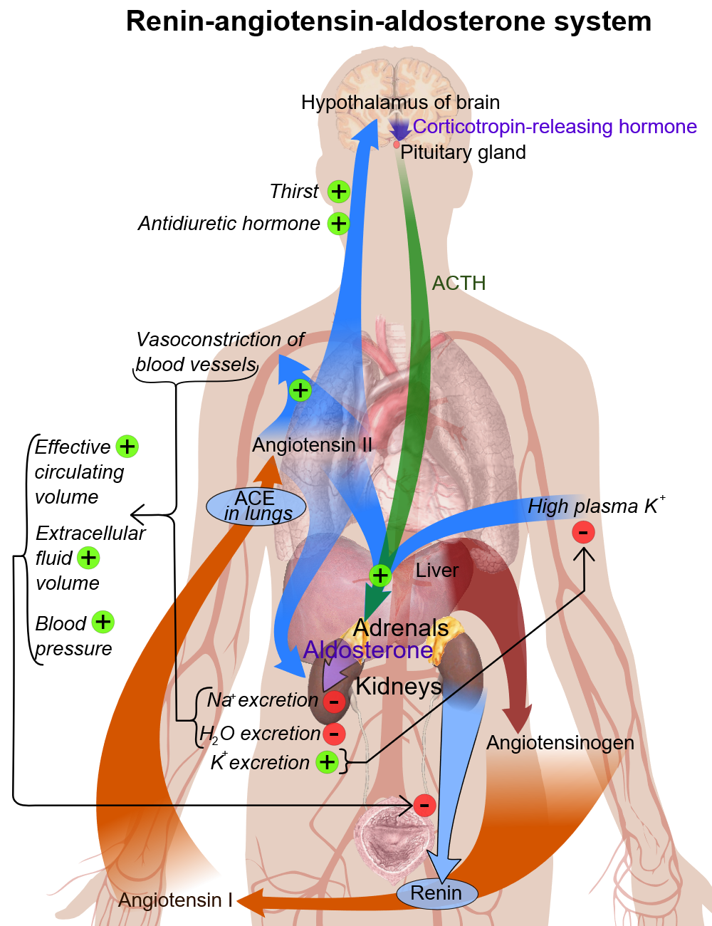 Renin angiotensin system, by Mikael Häggström - https://commons.wikimedia.org/w/index.php?curid=8458370