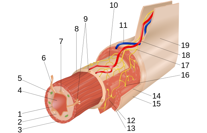 File:Layers of the GI Tract numbers.png