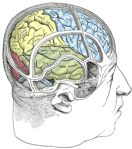 Drawing to illustrate the relations of the brain to the skull.