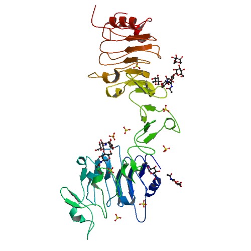 File:PBB Protein IGF1R image.jpg