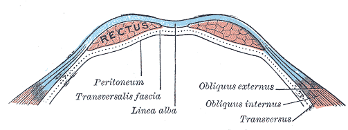 Diagram of a transverse section through the anterior abdomina wall, below the linea semicircularis.