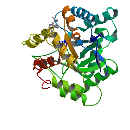 File:PBB Protein AKR1C4 image.jpg