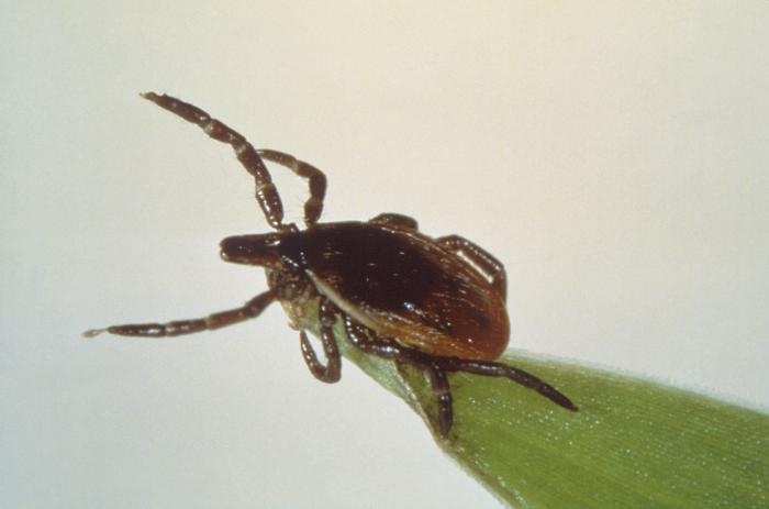 This photograph depicts a deer tick, or blacklegged tick, Ixodes scapularis, as it was questing on a blade of grass. From Public Health Image Library (PHIL). [2]