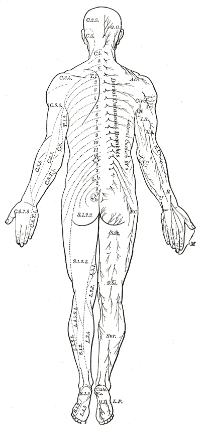 Distribution of cutaneous nerves. Dorsal aspect.