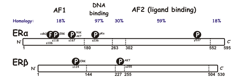 The domain structures of ERα and ERβ, including some of the known phosphorylation sites involved in ligand independent regulation.