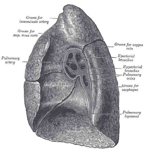 Mediastinal surface of right lung.