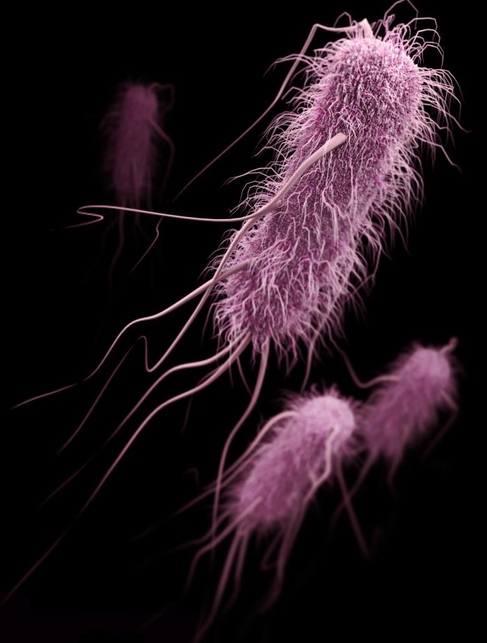 3D image of a group of extended-spectrum ß-lactamase-producing Enterobacteriaceae (ESBLs) bacteria. From Public Health Image Library (PHIL). [1]