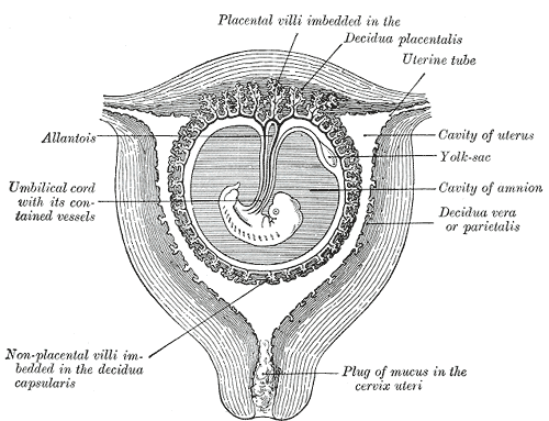 Sectional plan of the gravid uterus in the third and fourth month.