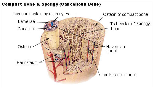 Cross-section of a bone showing both Cortical and Cancellous bone
