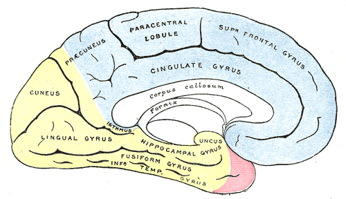 Medial surface of cerebral hemisphere, showing areas supplied by cerebral arteries.