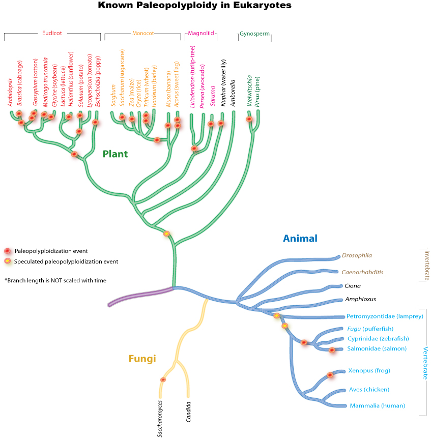Polyploidy - wikidoc fungi diagram 