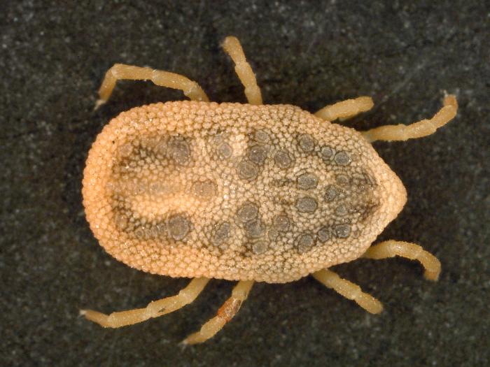 Dorsal view of the “soft tick” Carios kelleyi. From Public Health Image Library (PHIL). [13]