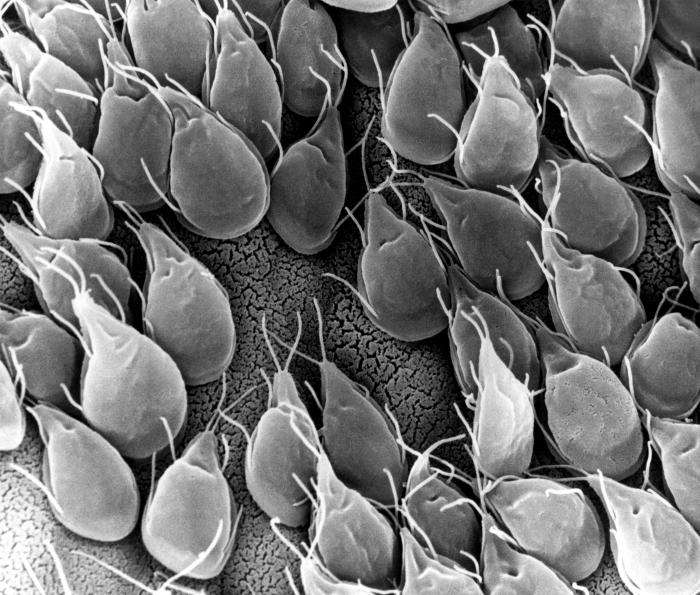 SEM depicts the mucosal surface of the small intestine of a gerbil infested with Giardia sp. protozoa. From Public Health Image Library (PHIL). [1]