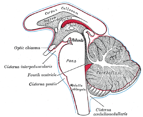 Diagram showing the positions of the three principal subarachnoid cisternæ.