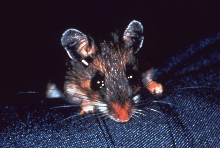 This photograph depicts a white-footed mouse, Peromyscus leucopus, which is a wild rodent reservoir host of ticks, which are known to carry the bacteria, Borrelia burgdorferi, responsible for Lyme disease. From Public Health Image Library (PHIL). [2]