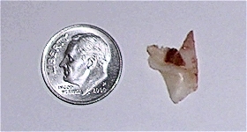 A resected wedge from the left side of the left big toe, shown to scale.