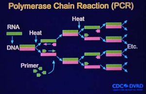 Polymerase chain reaction (PCR) flow chart