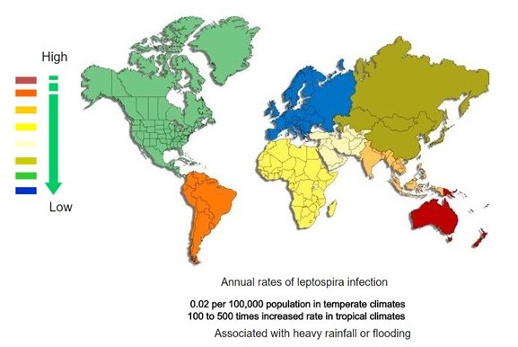 File:Global distribution of leptospirosis.jpg