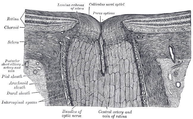 The terminal portion of the optic nerve and its entrance into the eyeball, in horizontal section.