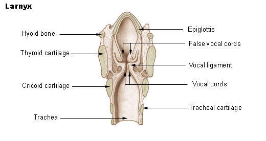 Vocal folds - wikidoc