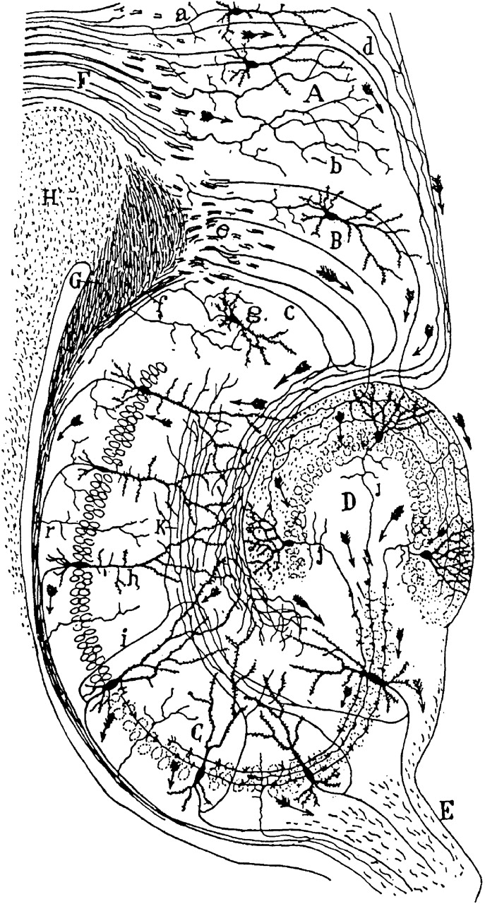 Drawing of the neural circuitry of the rodent hippocampus. Histologie du Systeme Nerveux de l'Homme et des Vertebretes, Vols. 1 and 2. A. Maloine. Paris. 1911.