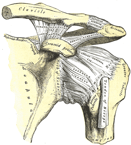 The left shoulder and acromioclavicular joints, and the proper ligaments of the scapula.