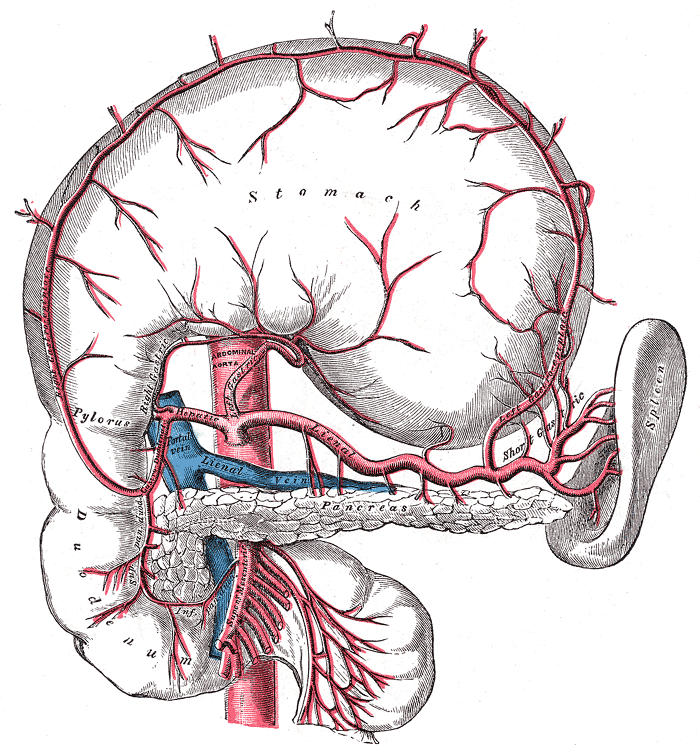 The celiac artery and its branches.