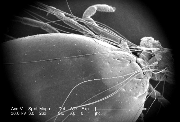 Scanning electron micrographic (SEM) image depicts dorsal view of an unidentified engorged female tick, extracted from the skin of a pet cat, viewed under low magnification of 26X. From Public Health Image Library (PHIL). [2]