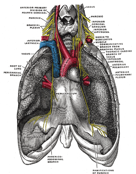 The phrenic nerve and its relations with the vagus nerve.