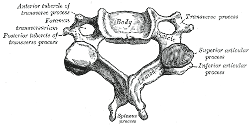 A cervical vertebra